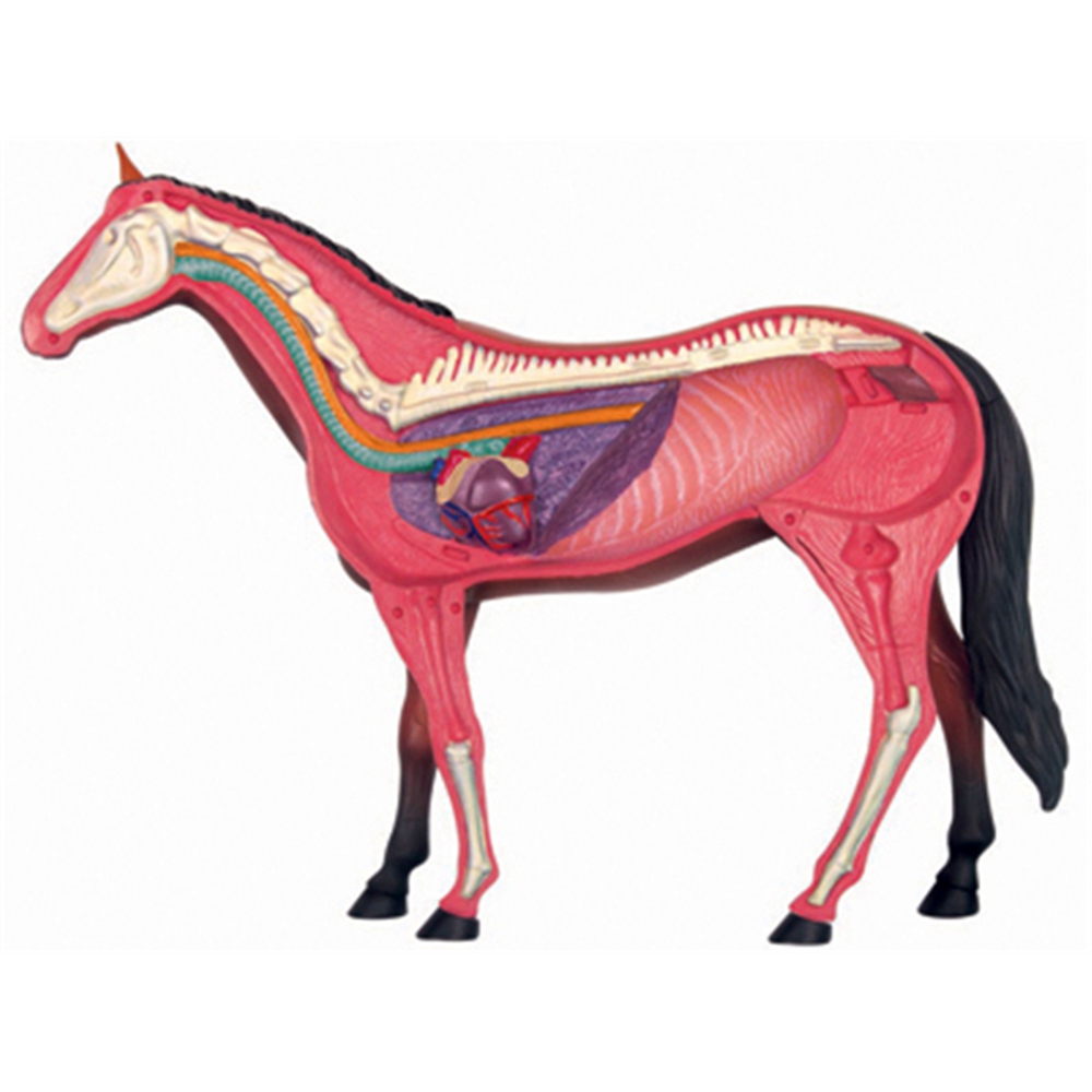動物の解剖学モデル,乗馬玩具,教育玩具,人気の科学機器 - Science Toys Diy のレビューと価格