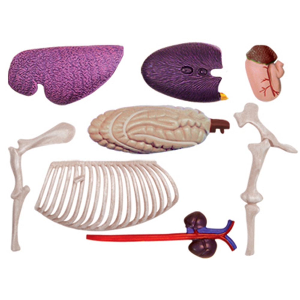 動物の解剖学モデル,乗馬玩具,教育玩具,人気の科学機器 - Science Toys Diy のレビューと価格